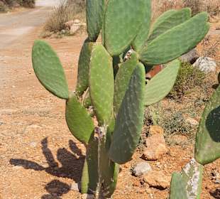 Wandern Chersónisos/Hersonissos