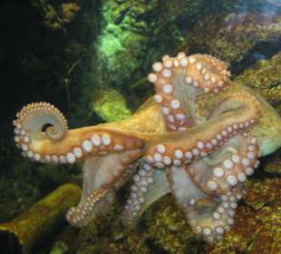 Im Tintenfischbecken