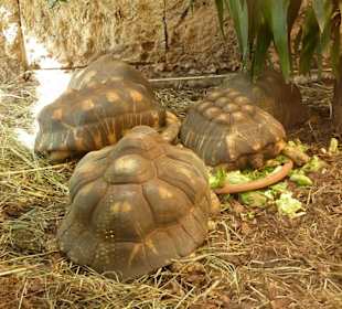 Madagassische Strahlenschildkröte 