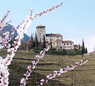 Schloss Lebenberg 'in Blüte'