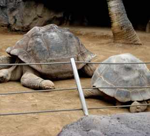 Die ältesten Bewohner