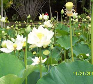 Herrliche Lotusblüten