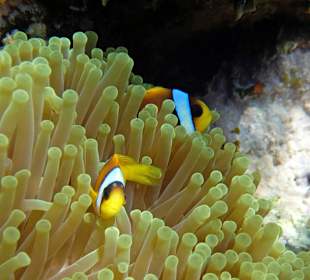 Rotmeer -Anemonenfisch