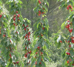 In der Nähe von Banyalbufar