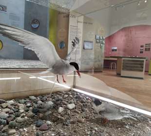 Ausstellung "Vogelleben zwischen Fluss und Meer"