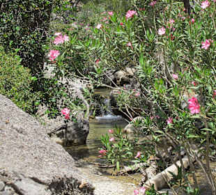 Blühender Oleander in der Dasaki Schlucht