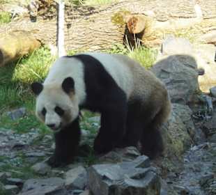 Großer Panda