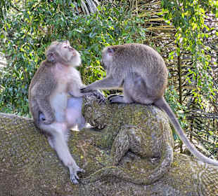 Affenwald / Monkey Forest