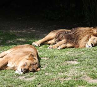 Zoo von Champrépus Normandie