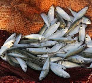 Am Hafen Santa Maria 