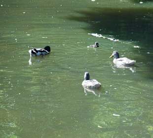 Schlossgarten Bruchsal