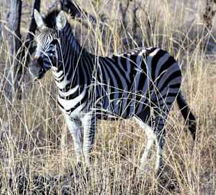 Steppenzebra