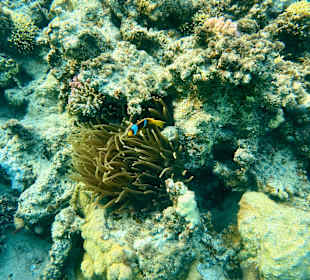 Schnorcheln Marsa Alam