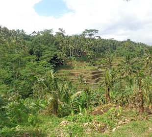 Blick auf die Terrassen