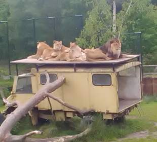 Im Safaripark