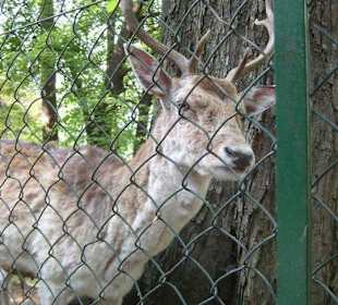 Zoo della Villa