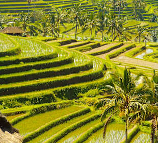 Unesco Reisterrassen