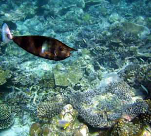 Faszinierende Unterwasserwelt