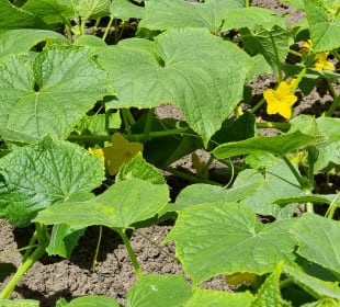 Es gibt auch Nutzpflanzen in den Rabatten