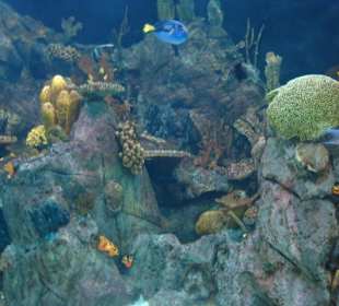 Aquarium