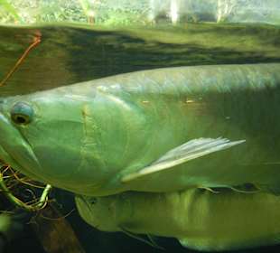 Fisch
