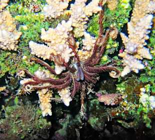 Schnorcheln am Hausriff