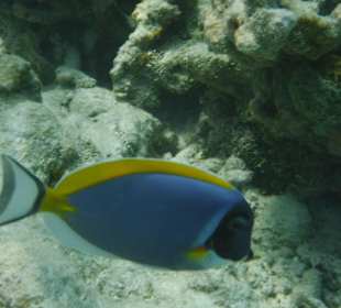 Viele farbige Fische im Meer
