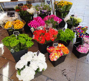 Eindrücke vom Blumenmarkt in Aix-en-Provence