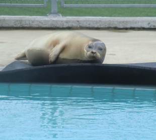 Seehundstation Pieterburen