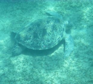 Wasserschildkröten in Marsa Alam