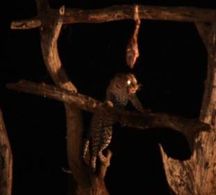 Ngulia Safari Lodge, Leopard