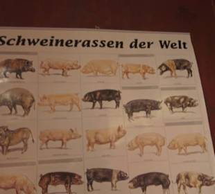 SchweineMuseum