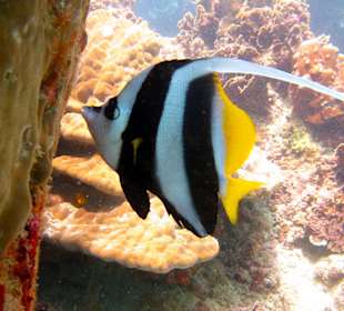 Wimpelfisch