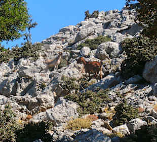 Bergziegen