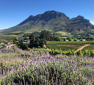 Weingebiet Stellenbosch