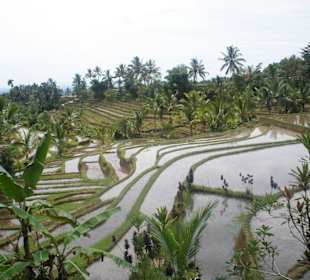 Reisfeld auf Bali