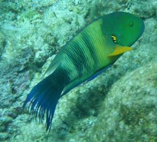 Besenschwanzlippfisch