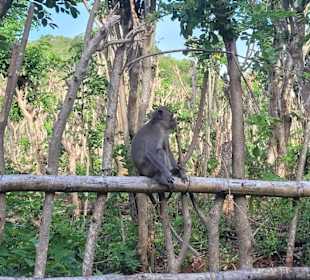 Affe