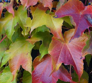 Die Natur in den prächtigsten Farben