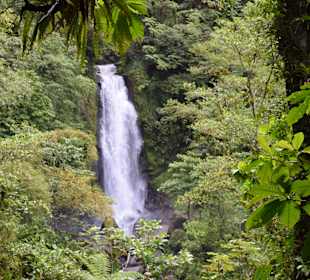 Ausflug in den Regenwald