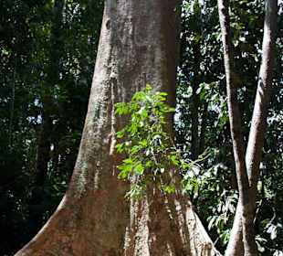 Dżungla w parku Taman Negara