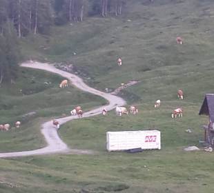Wild verstreute Kühe