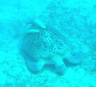 Schnorcheln Marsa Alam