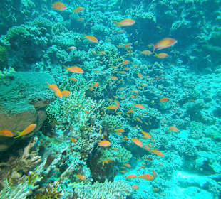 Tauchen bei der Dive Connection