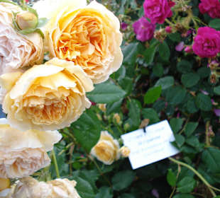 Rosarium Gruber bei Eferding