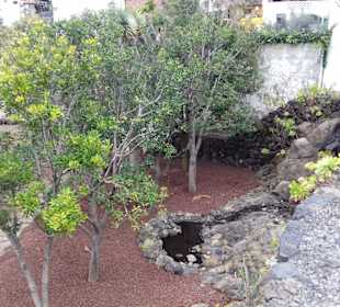 Parque del Drago in Icod de los Vinos