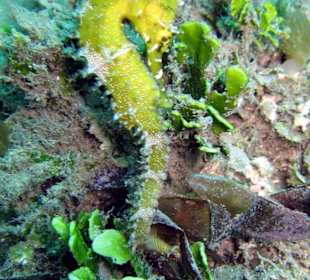 Seepferdchen am Tauchplatz "Angies Point"