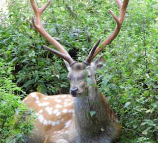 Wildparkimpressionen