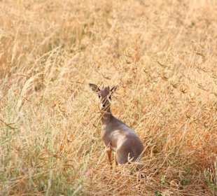 Tsavo West