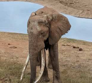 Wasserstelle vor Saltlick 